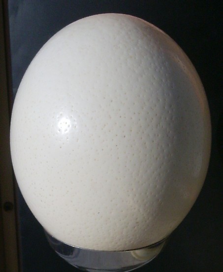 1- Uovo di struzzo Africano.jpg